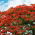 Royal Poinciana semințe - Delonix regia - 5 semințe