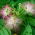 Persian Silk Tree seeds - Albizia julibrissin