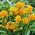 Güneş yıldızı (Ornithogalum dubium) - 5 adet; Bethlehem Yıldızı - 