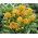 Güneş yıldızı (Ornithogalum dubium) - 5 adet; Bethlehem Yıldızı - 