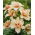 Hemerocallis, Daylily Double Dream