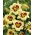 Hemerocallis, Taglilie El Desperado