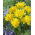 Tulipa žlutý pavouk - Tulipán žlutý pavouk - 5 květinové cibule - Tulipa Yellow Spider