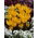 Crocus Golden Yellow - pacchetto di 10 pezzi