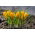 الزعفران الذهبي الأصفر - 10 البصلة - Crocus Golden Yellow