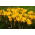 Crocus Golden Yellow - pacchetto di 10 pezzi