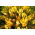 Crocus Golden Yellow - pacchetto di 10 pezzi