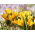 Crocus Golden Yellow - pacchetto di 10 pezzi