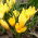 Crocus Golden Yellow - pacchetto di 10 pezzi