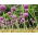 Allium giganteum, Riesen-Lauch