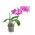 Transparent "Amazone" orchid pot - ø 12 cm