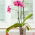 Transparent "Amazone" orchid pot - ø 12 cm