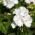 Semințe de geraniu alb - Pelargonium - 11 semințe - Pelargonium L'Hér.