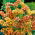 Statice Sinuata - Salmone - Limonium sinuatum - Fioriture corallo luminose, perfette per recidere - Semi Freschi