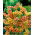 Statice Sinuata - Salmone - Limonium sinuatum - Fioriture corallo luminose, perfette per recidere - Semi Freschi