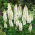 Staude Lupin - Noblemaiden - Lupinus polyphyllus - Rene hvide blomster, elegance hele sommeren - Friske frø