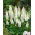 Staude Lupin - Noblemaiden - Lupinus polyphyllus - Rene hvide blomster, elegance hele sommeren - Friske frø