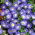 Nolana - Nolana paradoxa - Charming Summer Blooms, Low-Growing Elegance - Fresh Seeds