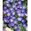 Семена от Nolana Blue Bird - Nolana grandiflora - 125 семена - Nolana paradoxa