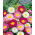 Paper Daisy - Helipterum roseum - Vibrant Blooms, Perfect for Drying - Fresh Seeds