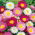 Acroclinium - Helipterum roseum - Fleurs vibrantes, parfaites pour le séchage - Graines fraîches