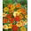 Semillas mezcladas de capuchina enana - Tropaeolum majus var. nanum - 24 semillas