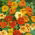 Semillas mezcladas de capuchina enana - Tropaeolum majus var. nanum - 24 semillas