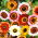 دانه های دانه ای رنگی Daisy Tricolor Rainbow - Chrysanthemum carinatum - 750 دانه