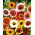 دانه های دانه ای رنگی Daisy Tricolor Rainbow - Chrysanthemum carinatum - 750 دانه