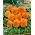 Stedmoderblomst - Orange Sun - Viola × wittrockiana - Små blomster med langvarig glød - Friske frø