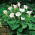 Indisk spikklubba - Datura metel - Slående vita blommor för doftande kvällar - Färska frön