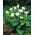 Indisk spikklubba - Datura metel - Slående vita blommor för doftande kvällar - Färska frön