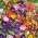 Plantes Grimpantes - Mélange - Couverture florale grimpante de 300 cm - Graines fraîches