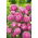 Astro nano - Milady Rose - Callistephus chinensis - Bellezza compatta, ideale per piccoli spazi - Semi Freschi