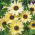 Sonnenblume - Vanille Ice - Helianthus debilis - Cremige Blüten, ideal für Sträuße - Samen
