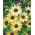 Sonnenblume - Vanille Ice - Helianthus debilis - Cremige Blüten, ideal für Sträuße - Samen