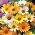 Залозистий мис календули, Namaqualand ромашка, помаранчева ромашка Namaqualand, Dimorphoteca sinuata syn. Dimorphoteca aurantiaca - 450 насіння - Dimorphotheca aurantiaca