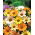 Залозистий мис календули, Namaqualand ромашка, помаранчева ромашка Namaqualand, Dimorphoteca sinuata syn. Dimorphoteca aurantiaca - 450 насіння - Dimorphotheca aurantiaca