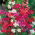 Clarkia elegans - Miscuglio - Fioriture arricciate e attraenti per giardini estivi - Semi Freschi