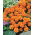 French Marigold - Petite Orange - Tagetes patula - Natural Defence, Vibrant Orange Blooms - Fresh Seeds