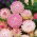 Siempreviva - rosa - Helichrysum bracteatum - Color impresionante, ideal para arreglos secos - Semillas frescas