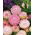 Siempreviva - rosa - Helichrysum bracteatum - Color impresionante, ideal para arreglos secos - Semillas frescas