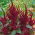 Purple Amaranth, Princeova perie - Amaranthus paniculatus - 1500 semien - semená