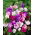 Geranium - fajta keverék; daru számla, daruilló - 15 mag - magok