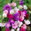 Geranium - fajta keverék; daru számla, daruilló - 15 mag - magok