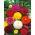 Georgine pomopon - blanding - Dahlia pinnata - Spektakulære runde, fyldige blomster - Friske frø