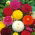 Georgine pomopon - blanding - Dahlia pinnata - Spektakulære runde, fyldige blomster - Friske frø