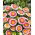 Reina Margarita - Hi-No-Maru - Callistephus chinensis - Belleza bicolor, perfecta para ramos - Semillas frescas