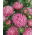 Aster - Needle - Pink - Callistephus chinensis - Summer Brightness, Ideal for Displays - Fresh Seeds