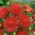 Reine Marguerite - Fleurs de Griffes - Rouge - Callistephus chinensis - Rouge gracieux, idéal pour les arrangements - Graines fraîches